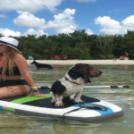 emma the bassett hound paddle boarding - image