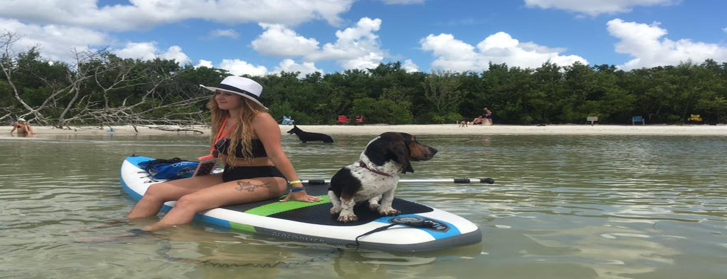 emma the bassett hound paddle boarding - image